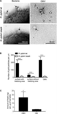 Helicobacter pylori Outer Membrane Vesicles Protect the Pathogen From Reactive Oxygen Species of the Respiratory Burst